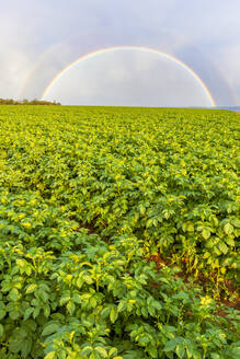 UK, Schottland, East Lothian, Doppelter Regenbogen über einem Kartoffelfeld (Solanum tuberosum) - SMAF01989