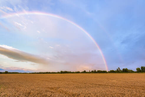 UK, Schottland, East Lothian, Doppelter Regenbogen über einem Weizenfeld (Triticum) - SMAF01990
