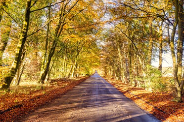 UK, Scotland, East Lothian, Scenic autumn road - SMAF01994