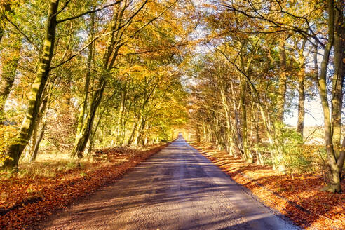 UK, Schottland, East Lothian, Malerische Herbststraße - SMAF01994