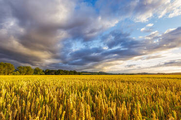 UK, Schottland, East Lothian, Gewitterwolken über einem Weizenfeld (Triticum) - SMAF01996