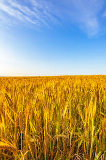 UK, Schottland, East Lothian, Blauer Himmel über einem Weizenfeld (Triticum) - SMAF01997