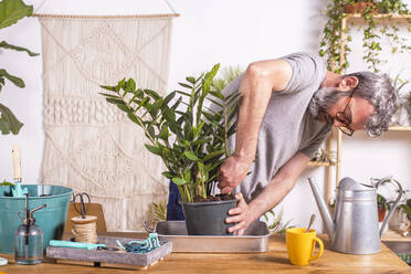 Man removing Zamioculcas Zamiifolia plant from flower pot while standing at home - RTBF01508