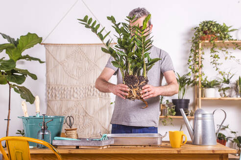 Mann hält eine Zamioculcas Zamiifolia-Pflanze, während er zu Hause steht - RTBF01509