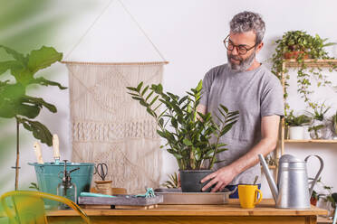 Reifer Mann, der eine Zamioculcas Zamiifolia-Pflanze bei der Gartenarbeit zu Hause in einen Blumentopf eintopft - RTBF01511