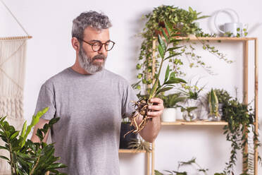 Älterer Mann mit Brille, der zu Hause stehend die Wurzeln der Pflanze Zamioculcas Zamiifolia überprüft - RTBF01512