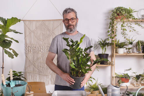 Älterer Mann hält eine Topfpflanze von Zamioculcas Zamiifolia, während er zu Hause steht - RTBF01514