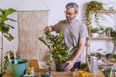 Älterer Mann, der zu Hause stehend Wasser in einen Blumentopf mit Zamioculcas Zamiifolia sprüht - RTBF01516