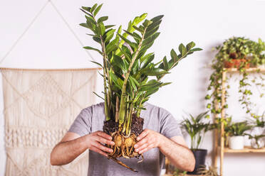 Reifer Mann zeigt die Wurzel der Pflanze Zamioculcas Zamiifolia, während er zu Hause steht - RTBF01521