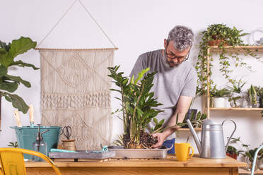 Mann konzentriert sich beim Entfernen von Schlamm aus der Wurzel der Pflanze Zamioculcas Zamiifolia, während er zu Hause steht - RTBF01522