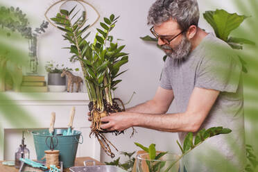 Man removing mud from Zamioculcas Zamiifolia plant while gardening at home - RTBF01524