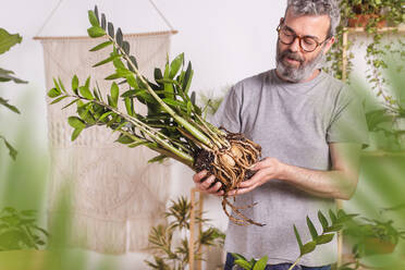 Älterer Mann untersucht zu Hause stehend die Wurzeln der Pflanze Zamioculcas Zamiifolia - RTBF01525