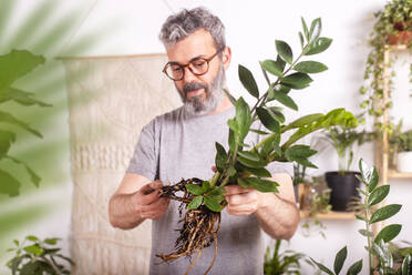 Älterer Mann mit Brille, der bei der Gartenarbeit zu Hause die Wurzeln der Pflanze Zamioculcas Zamiifolia kontrolliert - RTBF01527