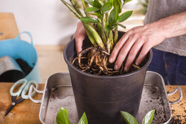 Mann pflanzt die Wurzeln der Zamioculcas Zamiifolia Pflanze in einen Blumentopf, während er zu Hause steht - RTBF01532