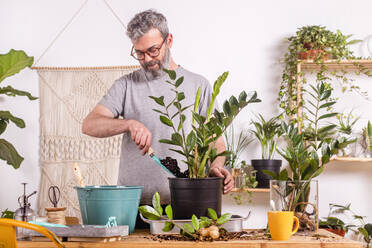 Mann, der eine Kelle benutzt, während er eine Zamioculcas Zamiifolia-Pflanze im Blumentopf eintopft, während er zu Hause steht - RTBF01534