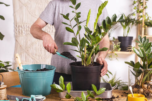 Mann, der beim Umtopfen einer Zamioculcas Zamiifolia-Pflanze in einen Blumentopf zu Hause Schlamm mit einer Kelle aufträgt - RTBF01535