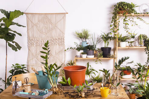 Flower pot and Zamioculcas Zamiifolia plant with gardening equipment on table at home - RTBF01537