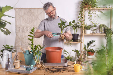 Älterer Mann, der zu Hause stehend die Wurzeln der Pflanze Zamioculcas Zamiifolia mit einer Gartenschere abschneidet - RTBF01538