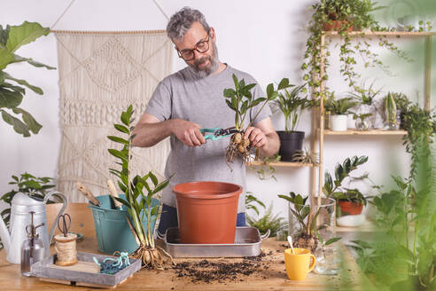 Mature man cutting roots of Zamioculcas Zamiifolia plant with pruning shears while standing at home - RTBF01538