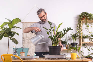 Mann, der eine Zamioculcas Zamiifolia-Pflanze mit einer Gießkanne gießt, während er zu Hause steht - RTBF01541