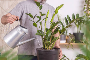 Mann bewässert Zamioculcas Zamiifolia Pflanze mit Gießkanne bei der Gartenarbeit zu Hause - RTBF01542
