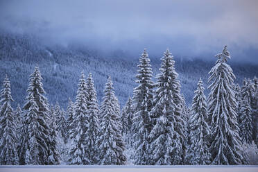 Tannenwald im Winter mit Schnee bedeckt - MRF02466