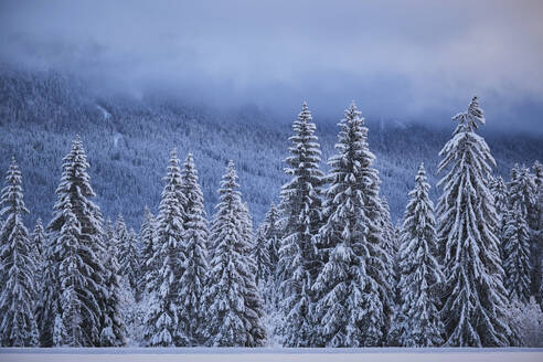 Tannenwald im Winter mit Schnee bedeckt - MRF02466