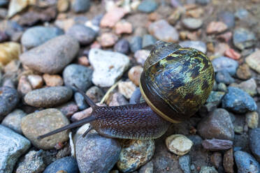 Schnecke auf Kieselsteinen - NDF01214