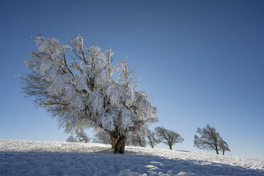 Schneebedeckte Buchen im Winter, Deutschland - ELF02338