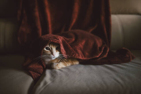 Katze unter einer Decke auf dem Sofa zu Hause - RAEF02424