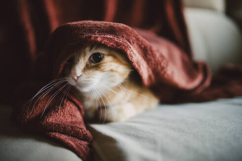 In eine rote Decke eingewickelte Katze auf dem Sofa sitzend - RAEF02425