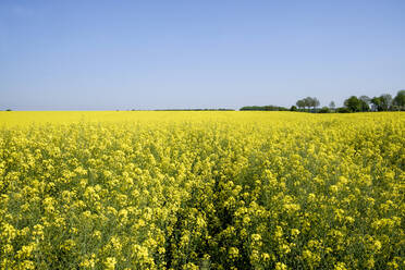 Großes Rapsfeld im Sommer - HLF01256