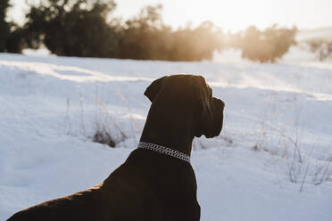 Black great Dane dog looking away in snow during sunset - EBBF02389