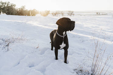 Great Dane dog looking away while standing in snow during sunset - EBBF02394