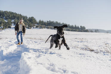 Playful Great Dane dog running while having fun with male owner in snow on sunny day - EBBF02402