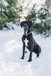 Black Great Dane dog sitting in snow against trees - EBBF02406