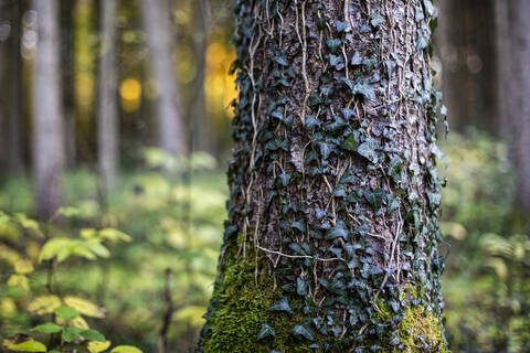 Tree bark covered with ivy leaf and moss in forest stock photo