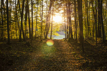 The way forward river in forest during sunset - MAMF01602