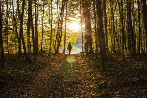 Weibliche Entdeckerin geht bei Sonnenuntergang im Wald spazieren - MAMF01603