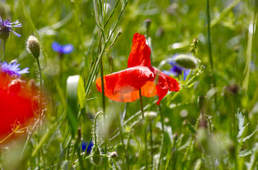 Blühender Mohn auf der Sommerwiese - JTF01802