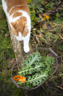 Katze läuft zu einem Korb mit frischem Grünkohl, der im Freien steht - GISF00753