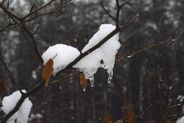 Schnee auf kahlen Ästen im Winter - JTF01804