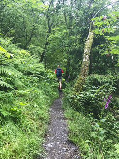 Entdeckerwanderung im Ardennenwald in Wallonien, Belgien - GWF06855