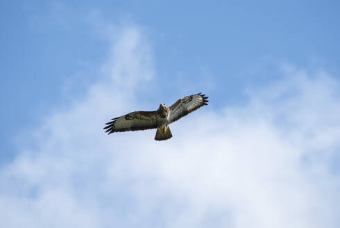 Bussard fliegt gegen blauen Himmel - HLF01260