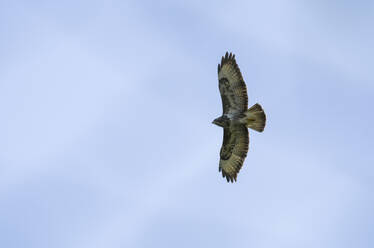 Buzzard flying against sky - HLF01261