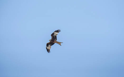 Red Kite flying in clear blue sky - HLF01262