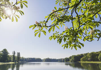 Deutschland, Nordrhein-Westfalen, Köln, Sonne scheint über Decksteiner Weiher mit Baumzweigen im Vordergrund - GWF06858