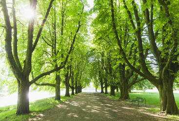 Deutschland, Nordrhein-Westfalen, Köln, Sonne scheint über einen mit Bäumen gesäumten Fußweg in einem frühlingshaften Park - GWF06861