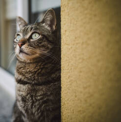 Niedliche Katze schaut nach oben, während sie an der Wand sitzt - RAEF02435