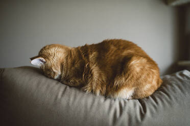 Ingwer-Katze schläft mit Gesicht auf der Couch zu Hause - RAEF02436